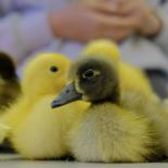 Duckwatch 2016